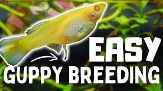 Guppy Fish Breeding: 10 Tips to Breed Guppies FASTER!