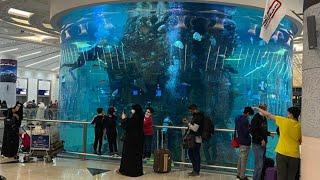 2022 JEDDAH AIRPORT IN SAUDI ARABIA, Beautiful Fish Aquarium in Saudi Arabia,#shorts#vlogs.