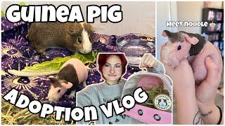 I ADOPTED A SKINNY PIG! | guinea pig vlog |