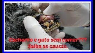 Perda de apetite em cães e gatos.