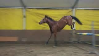 3 years old gelding by Impuls