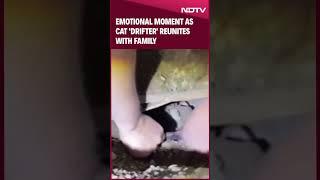 Drifter Cat Rescue | Emotional Moment As Cat 'Drifter' Reunites With Family