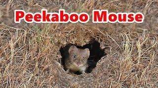 Cat TV ~ Peekaboo Mouse ⭐ 10 HOURS ⭐ The Ultimate Videos for Cats : Catflix