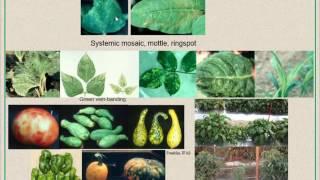 Viral Diseases in Cucurbits: Identification and Management Strategies HD 720p