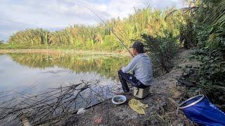 Câu Đài Cá Rô Phi , Chiều Tà Đụng Bầy Cá Rô Phi Ăn Như C.H.Ó Giật Xệ Cái Nách