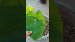 Types of plant | General Science | Class 2 in Hindi