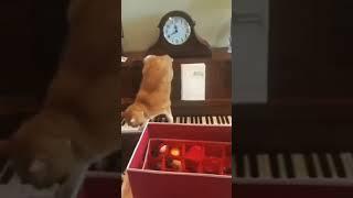 Funniest animals cats and dogs. Part 3