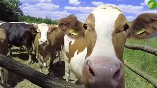 RELAXING COW VIDEO  COWS GRAZING ON THE FIELD (with nature sounds & music) | Cow Video