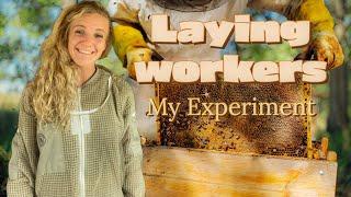 Everything You Need To Know About Laying Workers & How I FIXED IT! / Beekeeping 101 #beekeeping