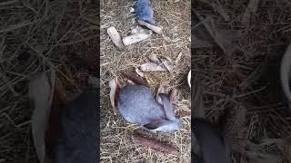 В гостях у кроликов. Все спят, а Сенька  весь делах. #кролик #animals #rabbit #rabbitfarming #farm