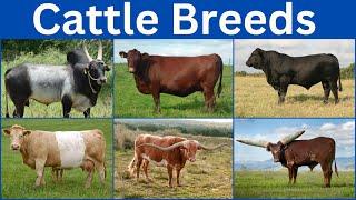 The Most Fascinating Cattle Breeds from Every Nation