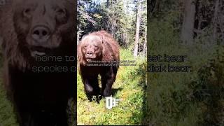 Why is Kodiak Bear the biggest out of Brown Bears? | #bear #animals #funfacts #shorts