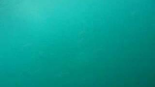 White shark looking for food