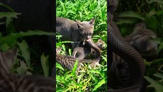 The snake hunts the kittens — and an unexpected ending p3