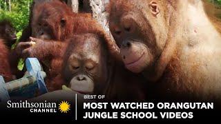 Most Watched Orangutan Jungle School Videos  Smithsonian Channel