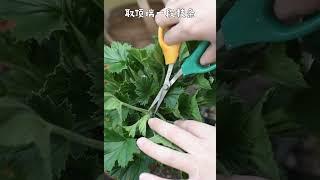 超简单！40s掌握扦插繁殖技巧