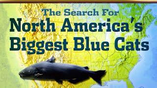 North America's Big Blue Catfish!