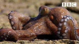 The Incredible octopus that can walk on dry land | The Hunt - BBC