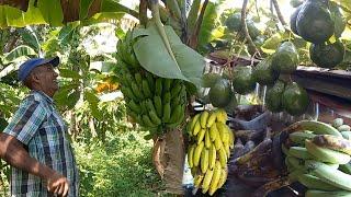 Increíble como se pierden los frutos donde Julio en Cantabria, la vida del campo en republica d.