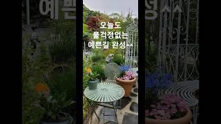 #타샤의정원251오늘은모하지?#풀걱정없는예쁜길만들기 #예쁜정원길만들기