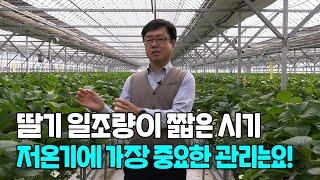 딸기재배 일조량이 짧은 저온기 가장 중요한 관리는? (강사 김종필)