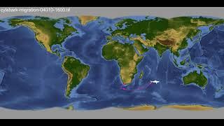 Nicole's Migration Across The World (Great White Shark, 2003-04)