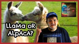 Llama Alpaca Llama Alpaca! - Drawing with Micah - The Positive Autism Flashback June 2018