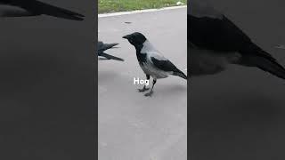 Мы очень жадные #вороны / We are so greedy #crow