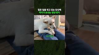 힘든 일을 겪고 있는 당신께 럭키가 보내는 영상 편지