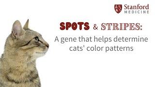 Spots & Stripes: A gene that helps determines cats' color patterns