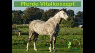 Pferde Vitalkonzept ® Erklärung | Pferde Vitalkonzept ®