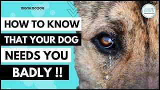 5 Signs Your Dog Is Asking For Help || Monkoodog