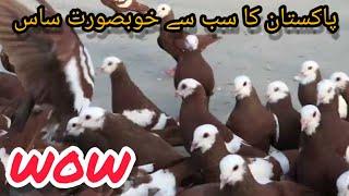 Umair Bhai ke jogiya Gandedar | 80 Gola Kabutaron ka Shauk | Jameel memon society highway | PIGEON