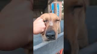 Пес держит удар! #пес #собака #прикол #юмор #ии #нейросеть