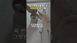 밥그릇 변덕이 심한 치와와대기 #노견 #취향존중