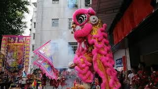 台山海宴义安龙狮团金海湾舞狮（猪笼青）