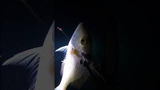 Ep 20 part 2 night dive spearfishing adventure