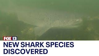 New shark species discovered in Puget Sound