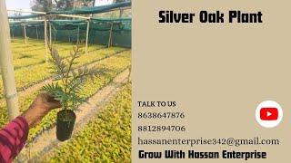 silvar oak plants #silver #silveroak