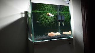 Goldfish grass background Tank Setup | Simple Goldfis tank setup | True pets Aqua |