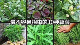 哪些蔬菜不会招虫？分享10种无虫害的蔬菜，最适合新手和懒人种植| Top 10 vegetables without pests