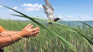 Restoring the Great Lakes for Birds and People