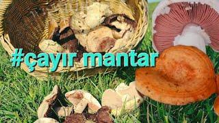 Almanyada çayırlardan kültür mantarı bulduk #mushroom #Anisegerling #mantaravı #kanliça #viralvideo