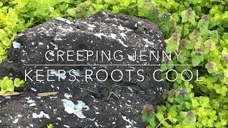 Creeping Jenny Ground-cover for Knock Out Roses (Moneywort) // from Campbell's Freedom Farm