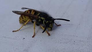 Vespula maculifrons - Yellowjacket