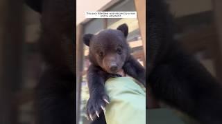 This poor little bear was rescued by a man and he adopted it. #animalshorts #shortvideo