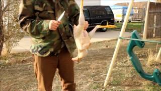 Butchering a Chicken