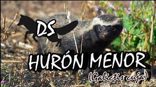 HURÓN MENOR-Little Grison- (Galictis cuja) en DS "Naturaleza de cerca"