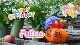 Happy birthday FuBao 푸바오 part 1: the bamboo windbell gets FuBao intrigued