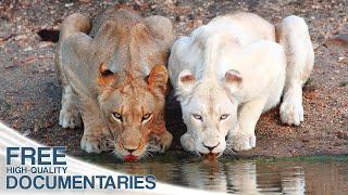 Lions - Surviving against all odds | Full Episode